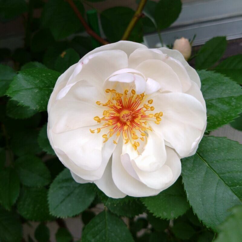ジャクリーヌデュプレの花