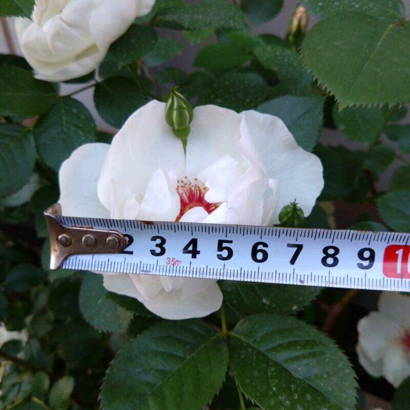 ジャクリーヌデュプレの花径は８cmぐらい