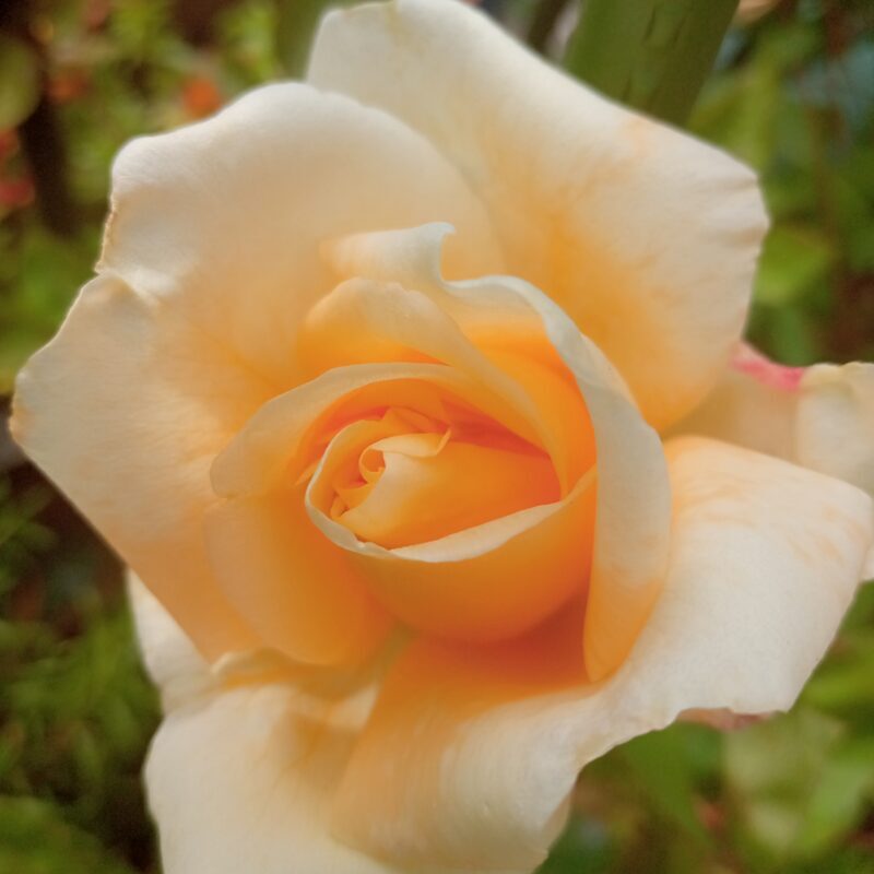 レディヒリンドンの花