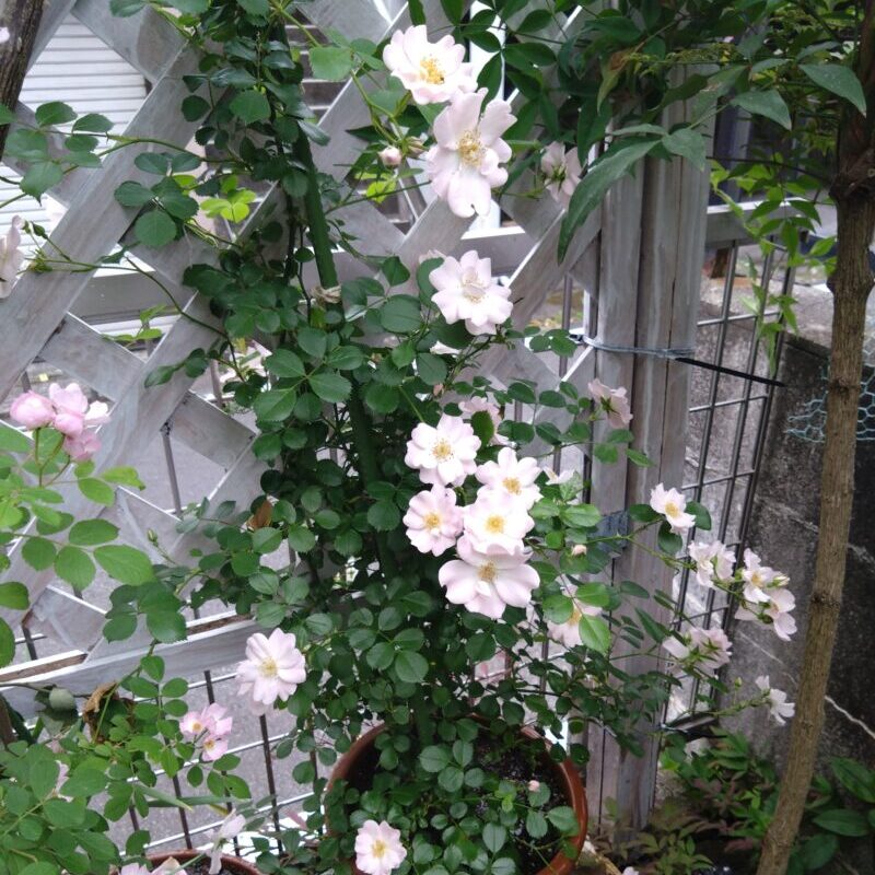 ガラシャ鉢植え 高さ1.5mほど