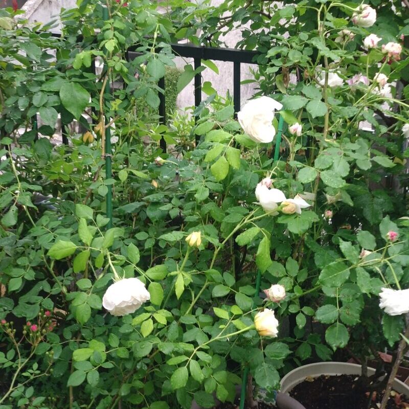 鉢植えのブールドネージュ