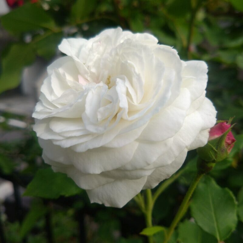 夕日を浴びてるブールドネージュの花