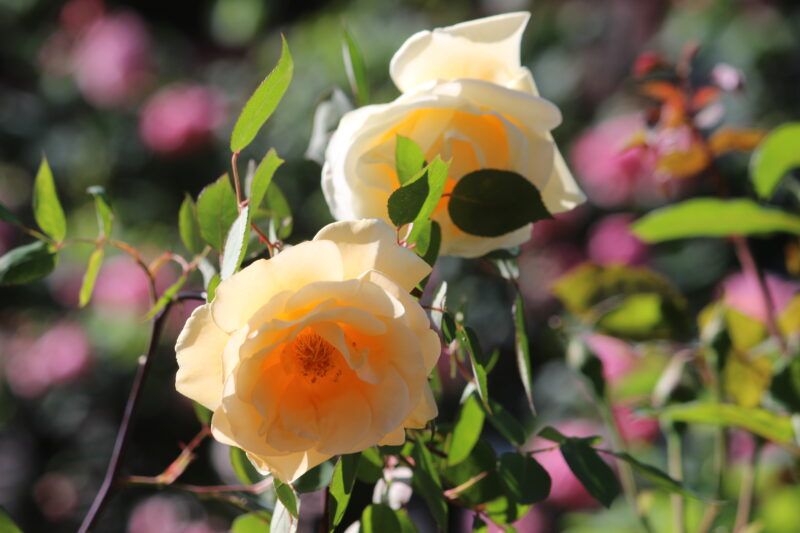 レディヒリンドン優雅な花姿