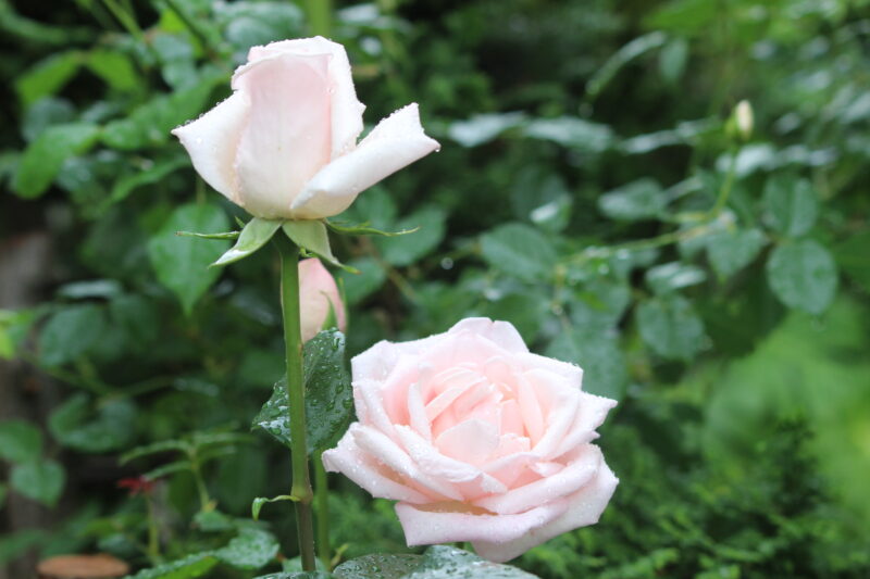 ロイヤルハイネスの開花の様子。つぼみ（左）と開花中（右）