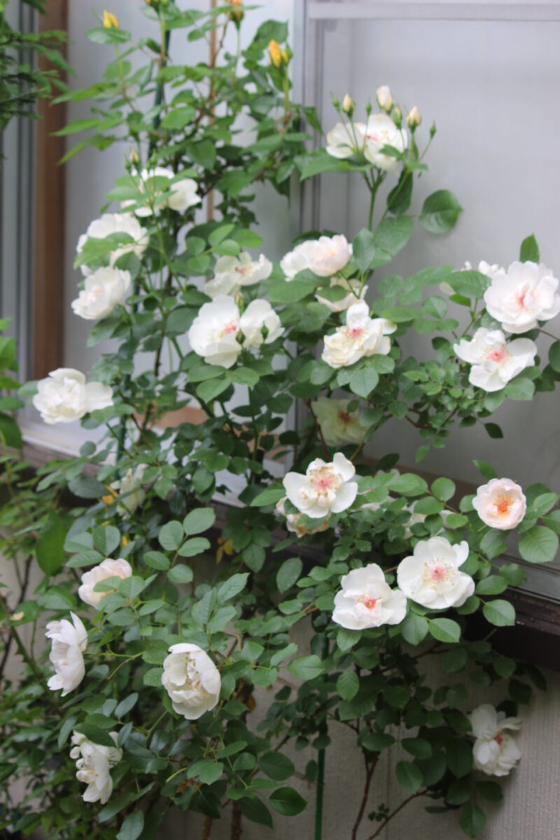 ジャクリーヌデュプレの外観（９号鉢植え）
