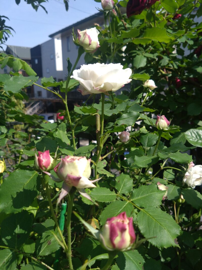 枝は直立に伸び仕立てやすい
