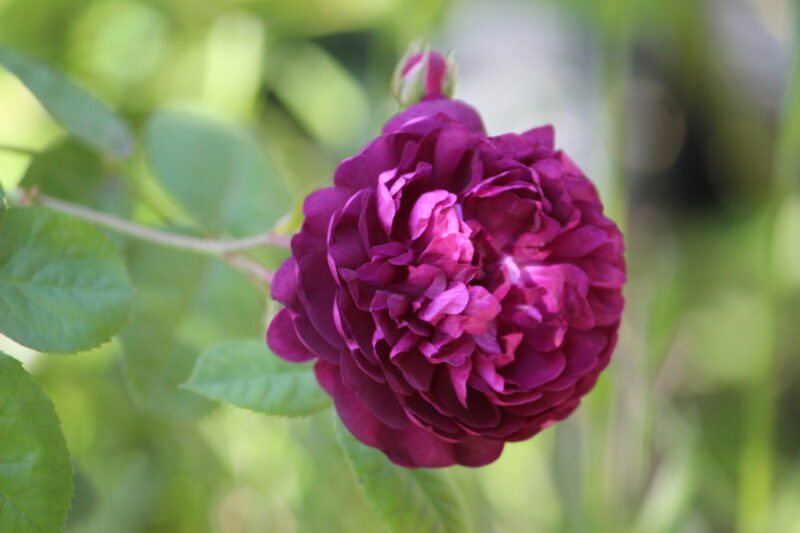 カーディナル・ド・リシュリューの花