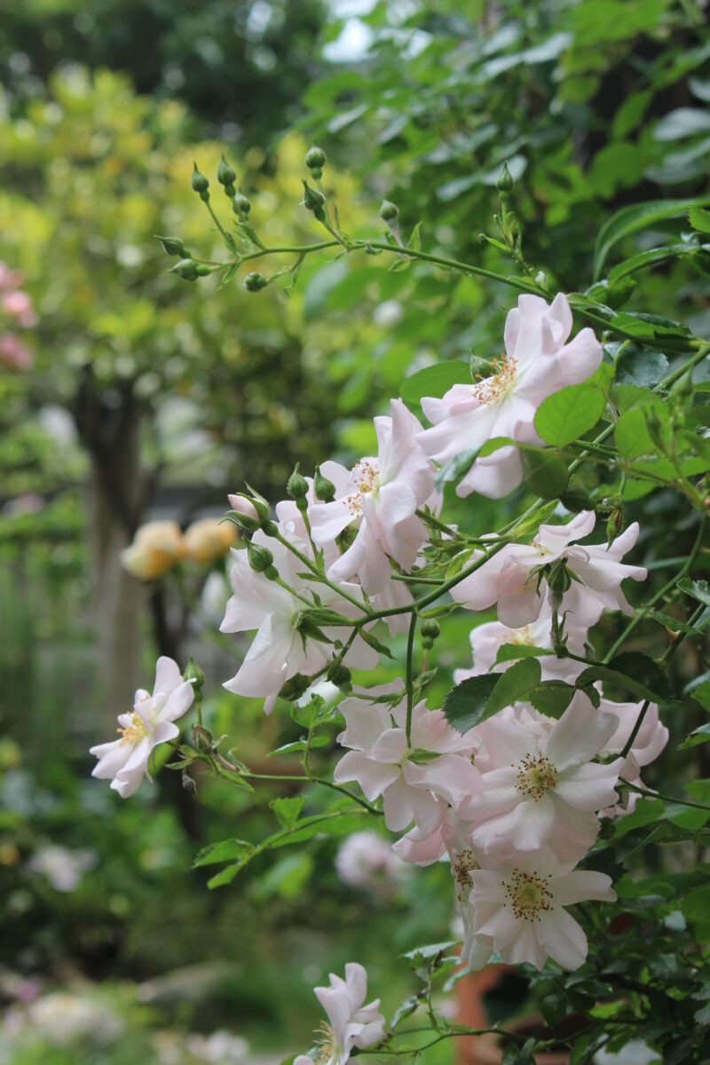 ガラシャ  まるで桜のような花が咲きます