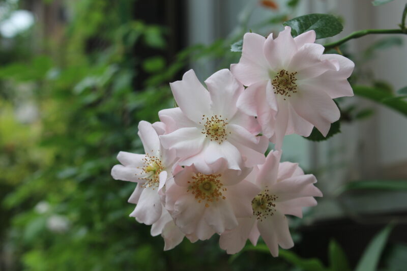 桜を連想するような房咲き