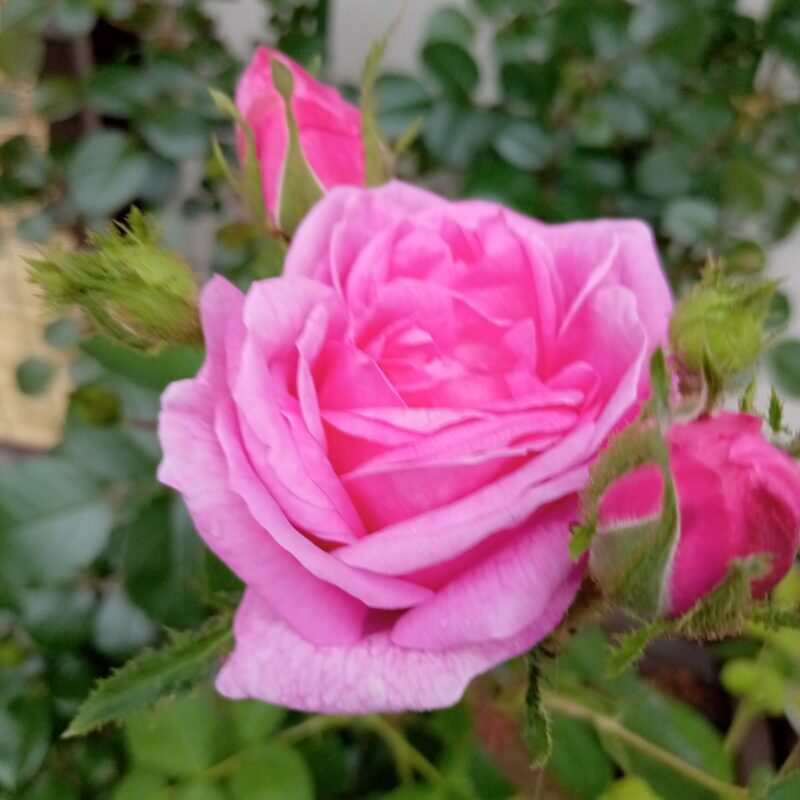 サレの花