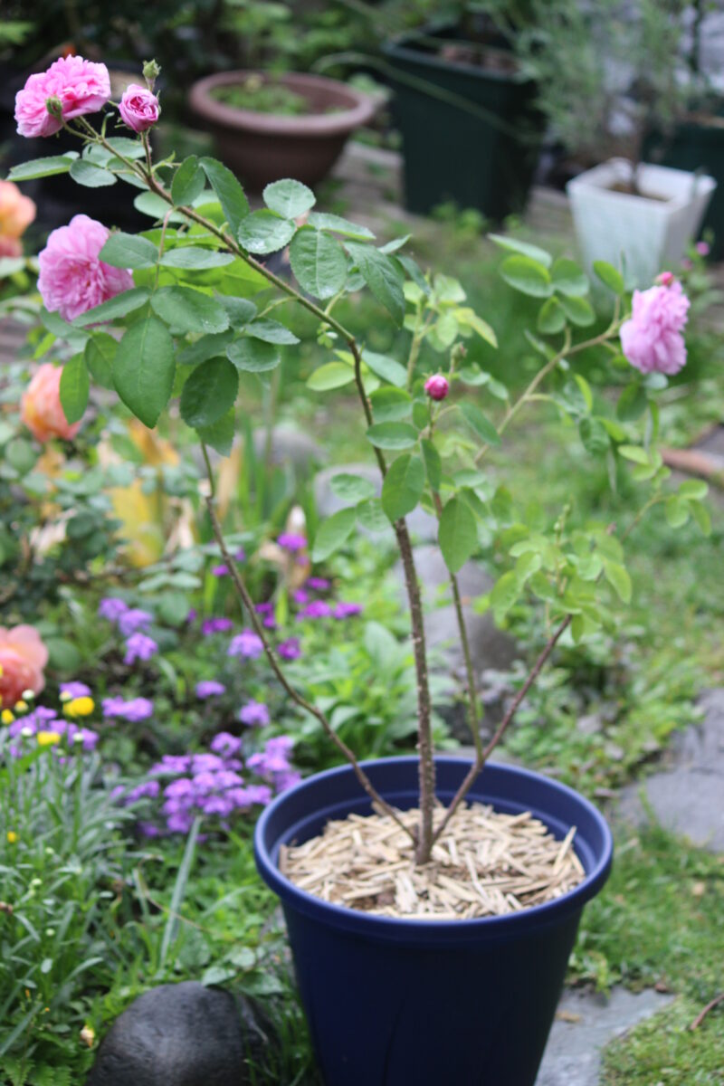 9号の鉢植えで栽培中