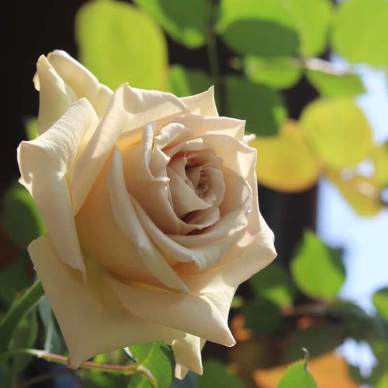 空を見上げるエールの花