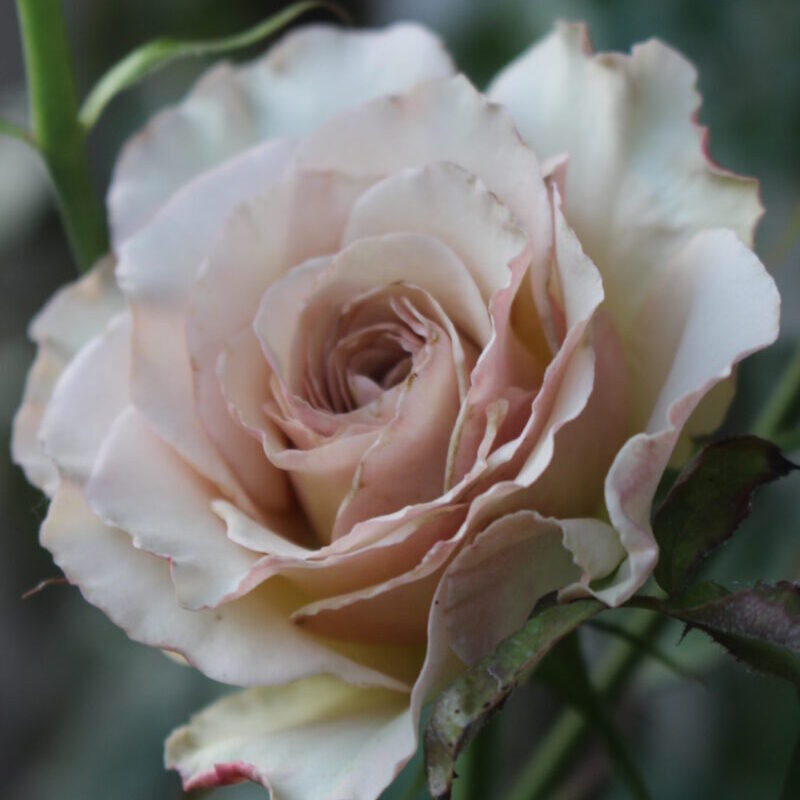 気温が低くなると、ベージュピンクの花に縁取りが入る