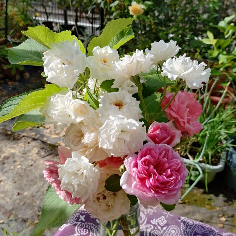 夏の切り花