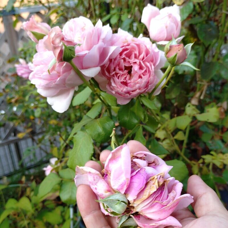 花柄取り