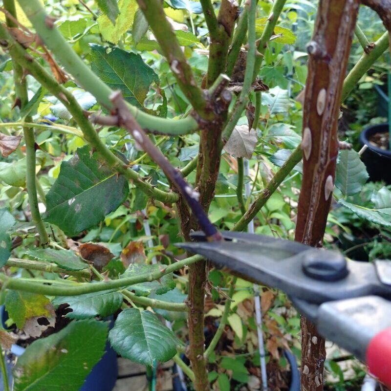枯れ枝を剪定中