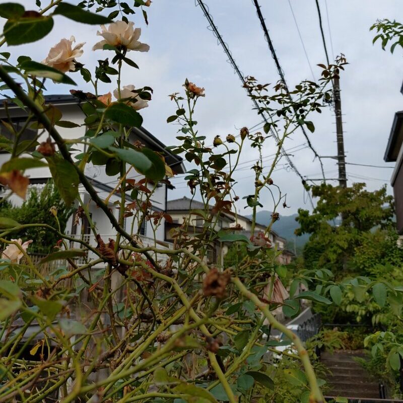 早朝の日が昇る前の庭