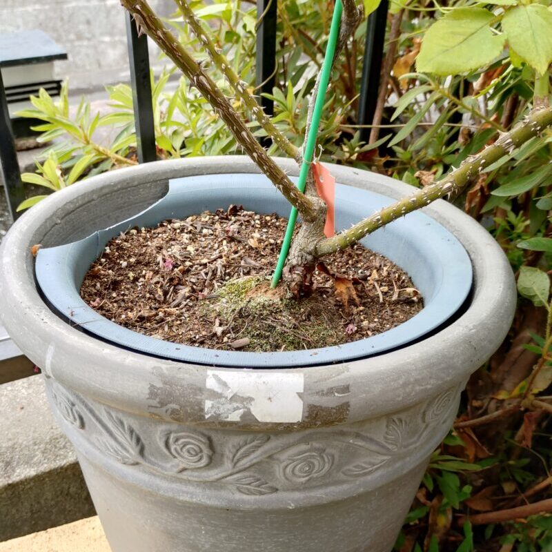 こまめに動かせない鉢は二重鉢にしてます
