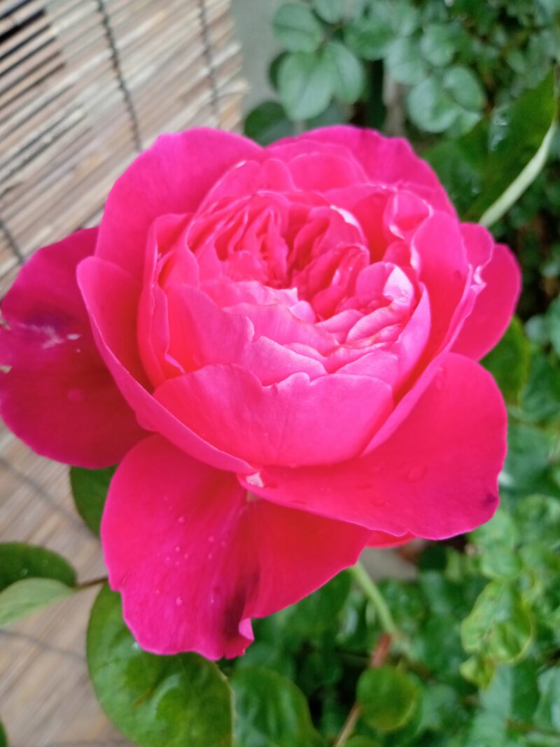 今にも良い香りがしてきそうなアカデミアの花