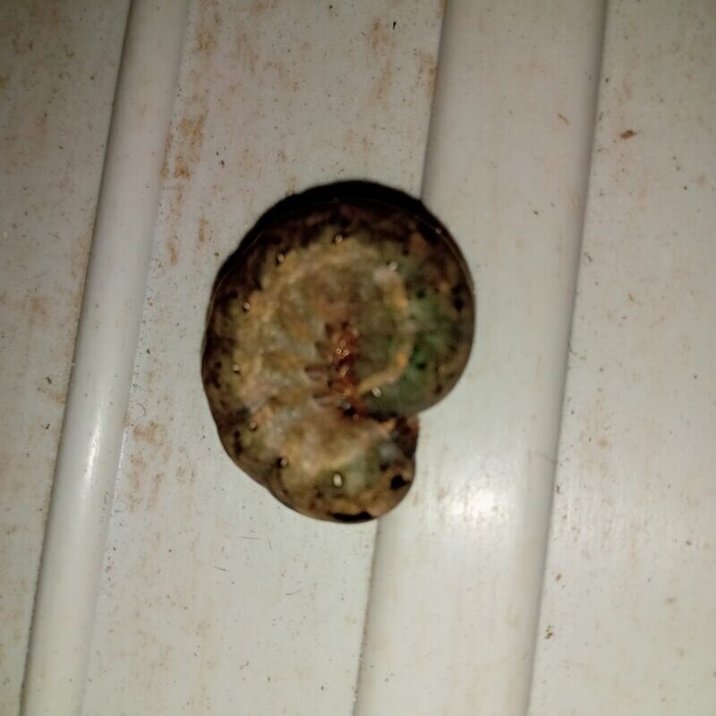 バラの枝にくっついていたヨトウムシ