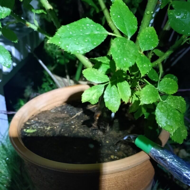 夜間の水やり中