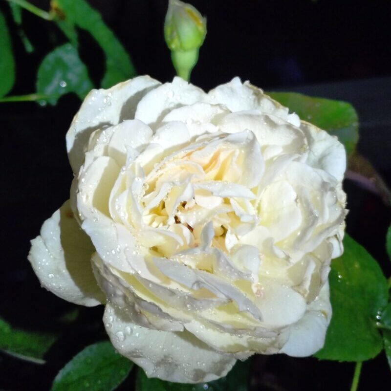 夜のボレロの花