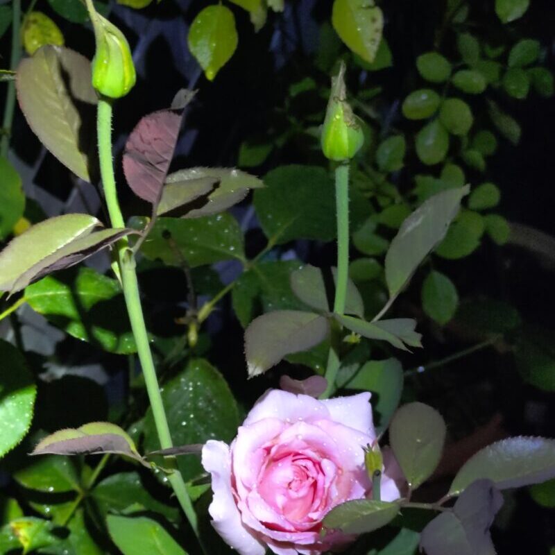 フレグラントヒルのつぼみと花