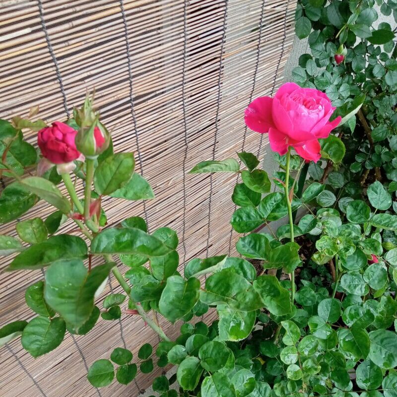 軒下に避難中