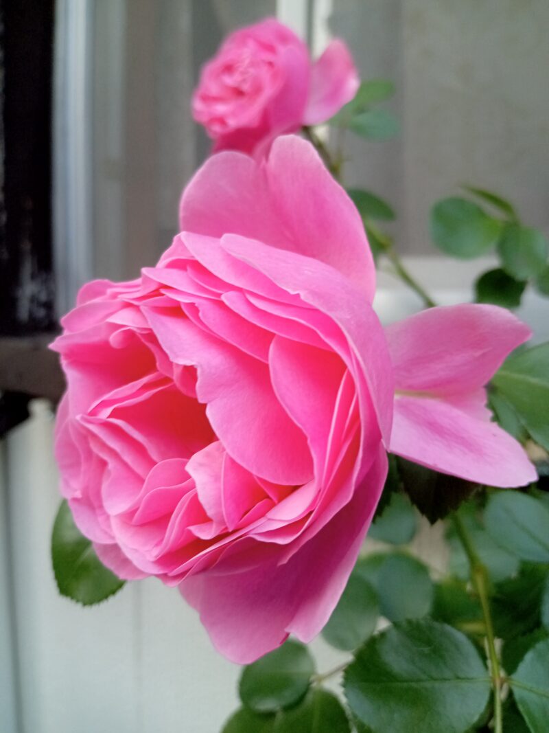 レオナルドダヴィンチの花