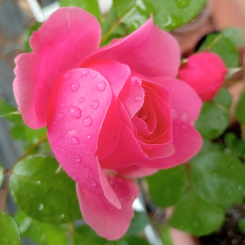開き始めのレオナルドダヴィンチの花