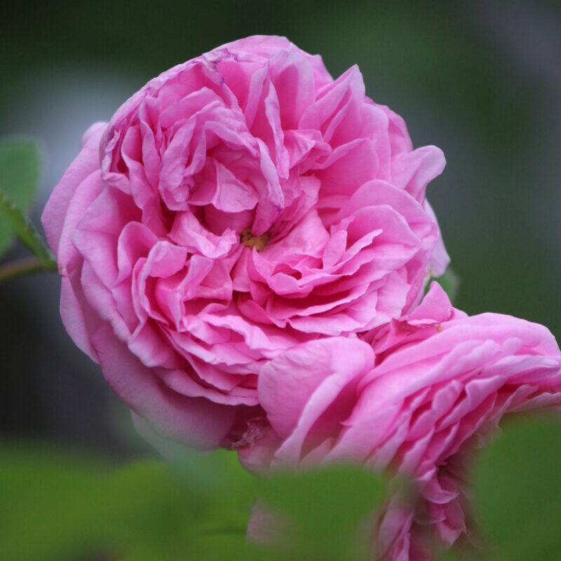 シャポードナポレオンの花