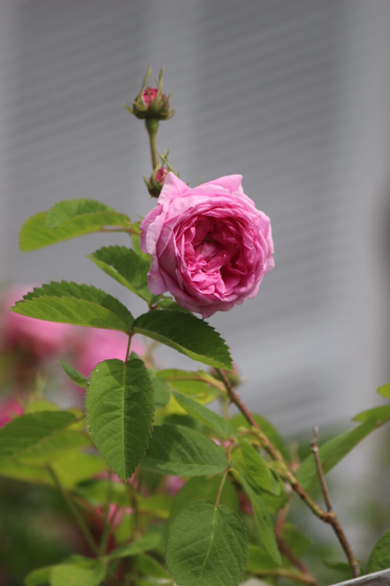 小中輪ですが、発色の良いローズピンクの花を咲かせます