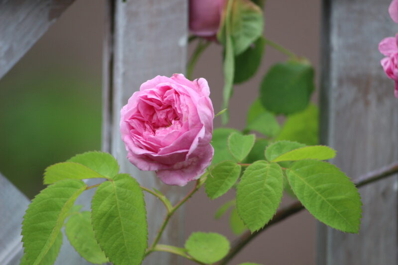 シャポードナポレオンの花がラティスフェンスの間から顔を出している様子