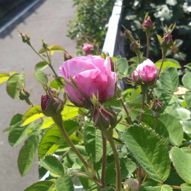 咲き始め5月