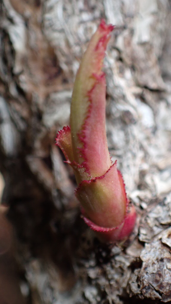 ベーサル芽のアップ｜ガブリエル　強香バラ　四季咲き　白と紫のグラデーション