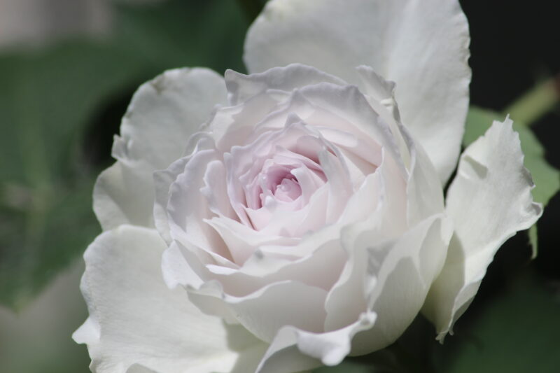 ガブリエルの花