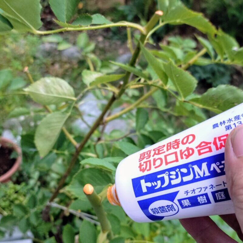 ④切り口に癒合剤を塗布する様子