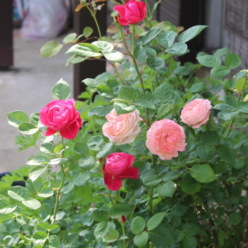 コンフィチュール(右)アカデミア(左) 四季咲きバラ 木立ち性 ピンク