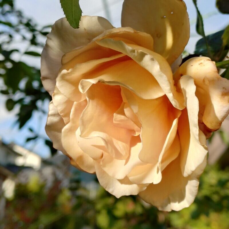 秋のつるジュリア 還り咲き ベージュバラ