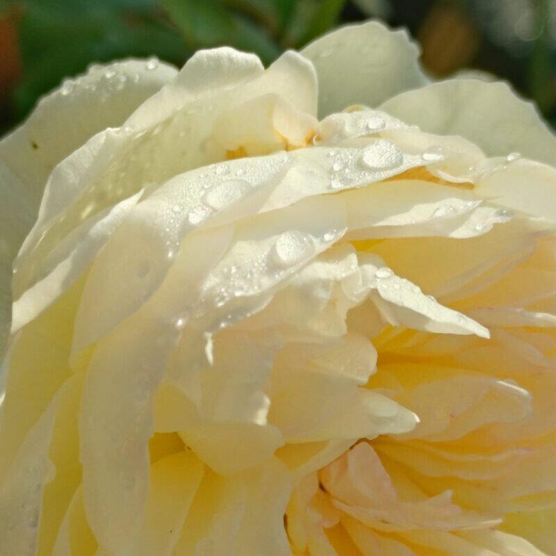 雨を弾くボレロの花 四季咲き フロリバンダ 超強香