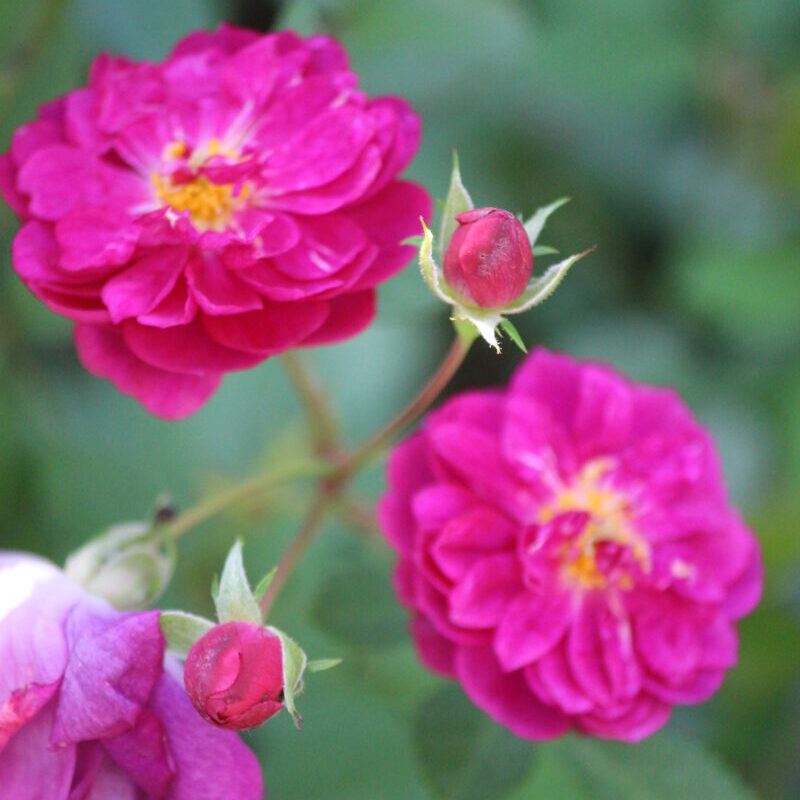 色鮮やかで香り高いミニバラ スイートチャリオット 赤ミニバラ 中香