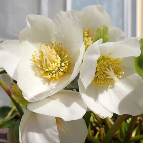 クリスマスに咲く12月のニゲル種｜マリアの花