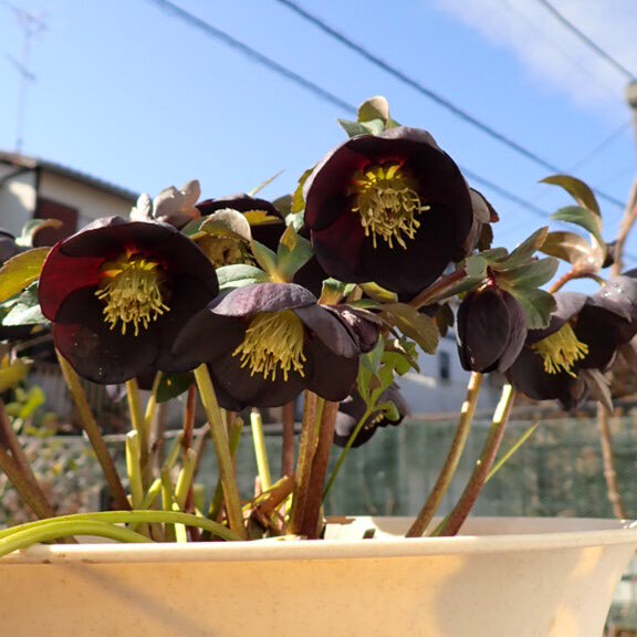 クリスマスローズ ブラックパール 新苗購入から3年後