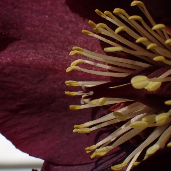 クリスマスローズ 氷の薔薇 レッド |深紅の萼と黄色のシベ