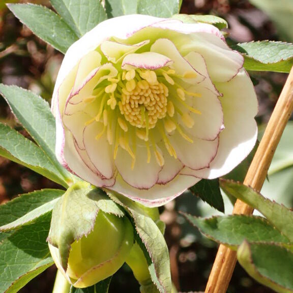 クリスマスローズ ホワイトオーケストラ 見事に咲きました