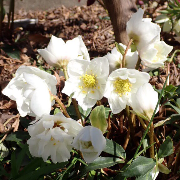 少し遅咲きのニゲル種｜ダブルファンタジー開花