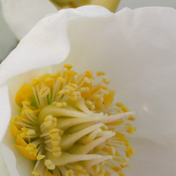 クリスマスローズ ニゲル マリア 白|花のアップ画像蕊の様子