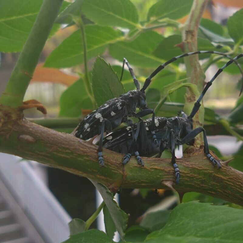 ゴマダラカミキリが枝にとまっている様子