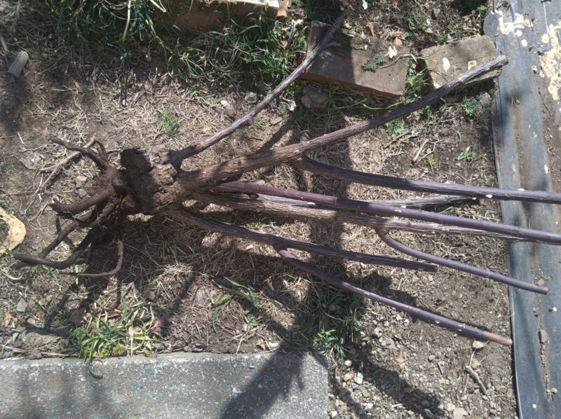 掘り起こした枯れたナエマ|半つるバラ 強香 四季咲き