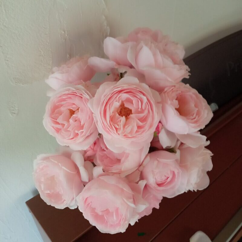 切り花にして飾ったナエマ|強香 四季咲き 半つるバラ